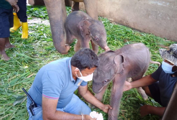 FOTO // Elefanţi gemeni, născuţi în Sri Lanka pentru prima dată în ultimii 80 de ani
